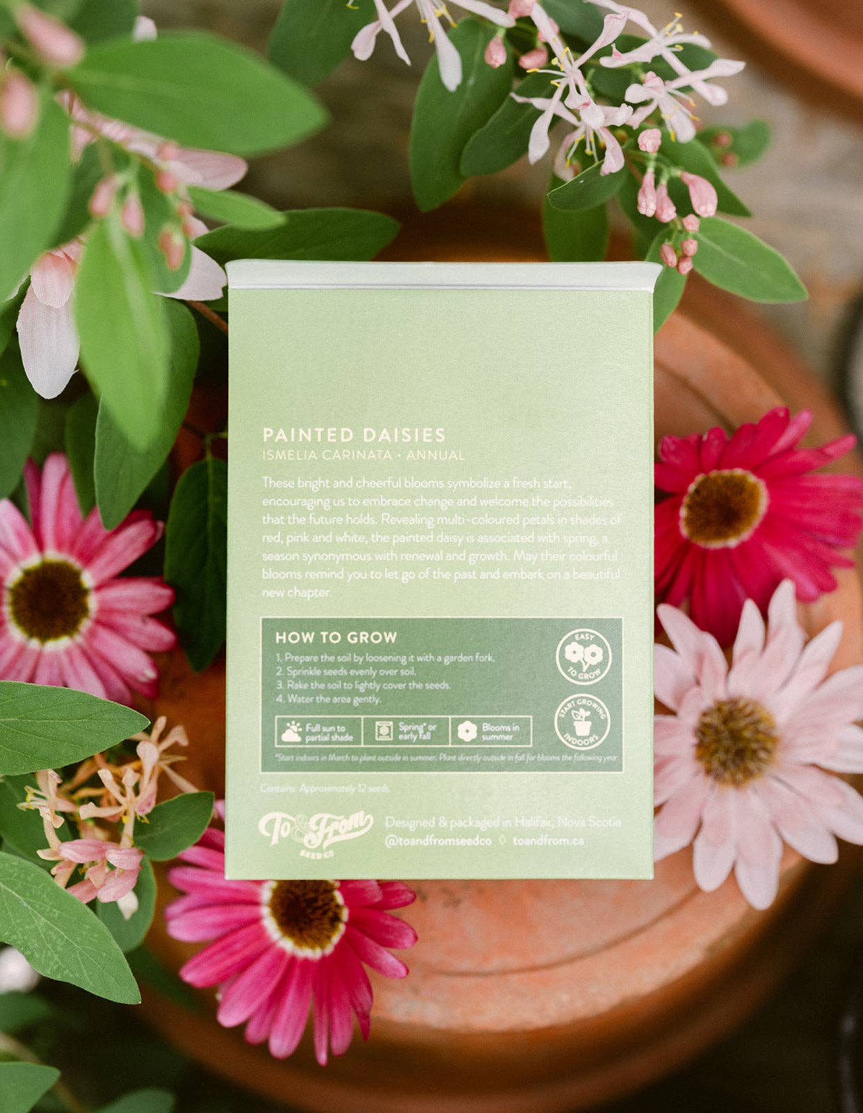 Sachet de graines - Marguerites peintes (Nouveaux débuts)