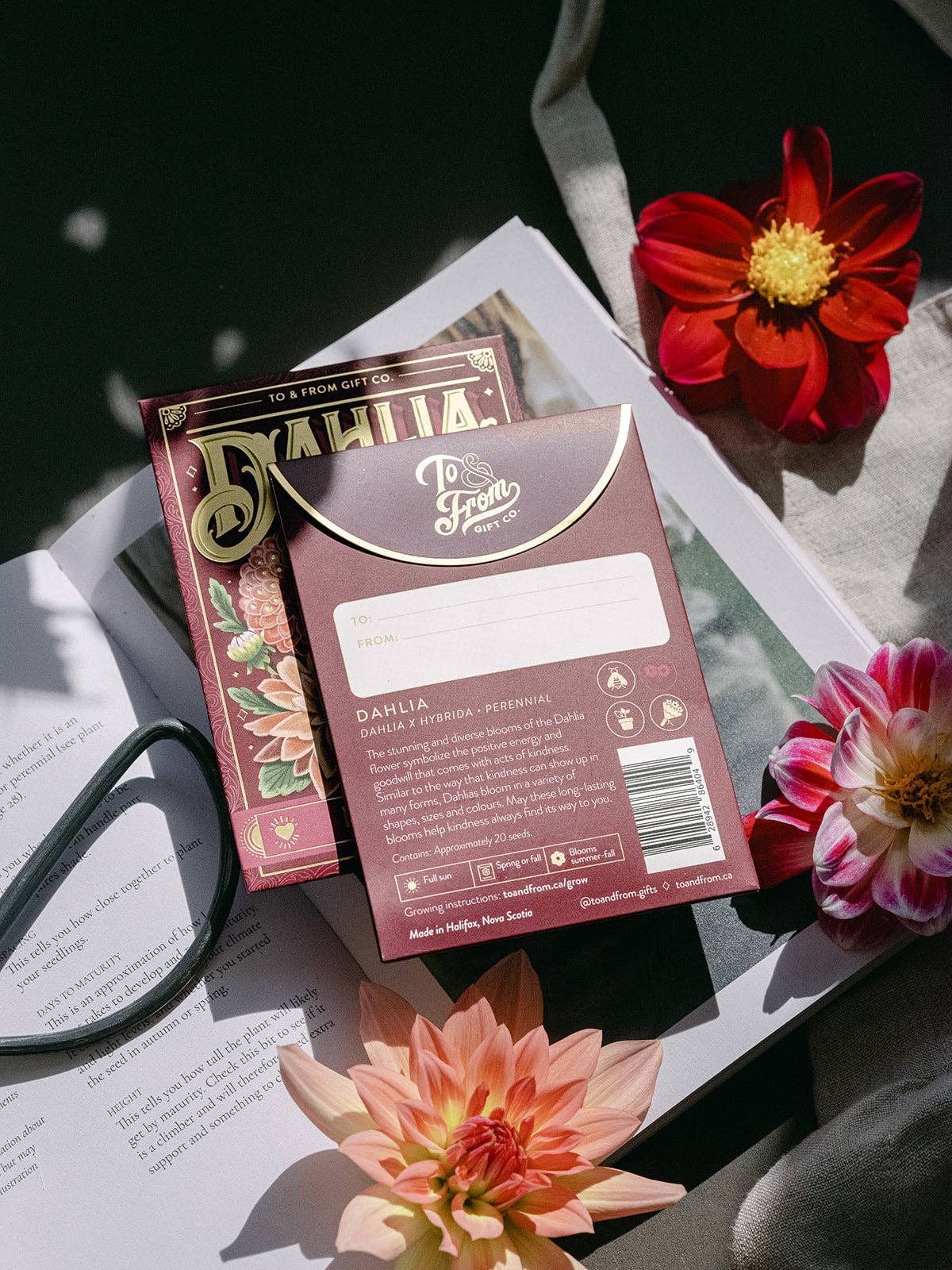 Sachet de graines - Dahlia (Bienveillance)