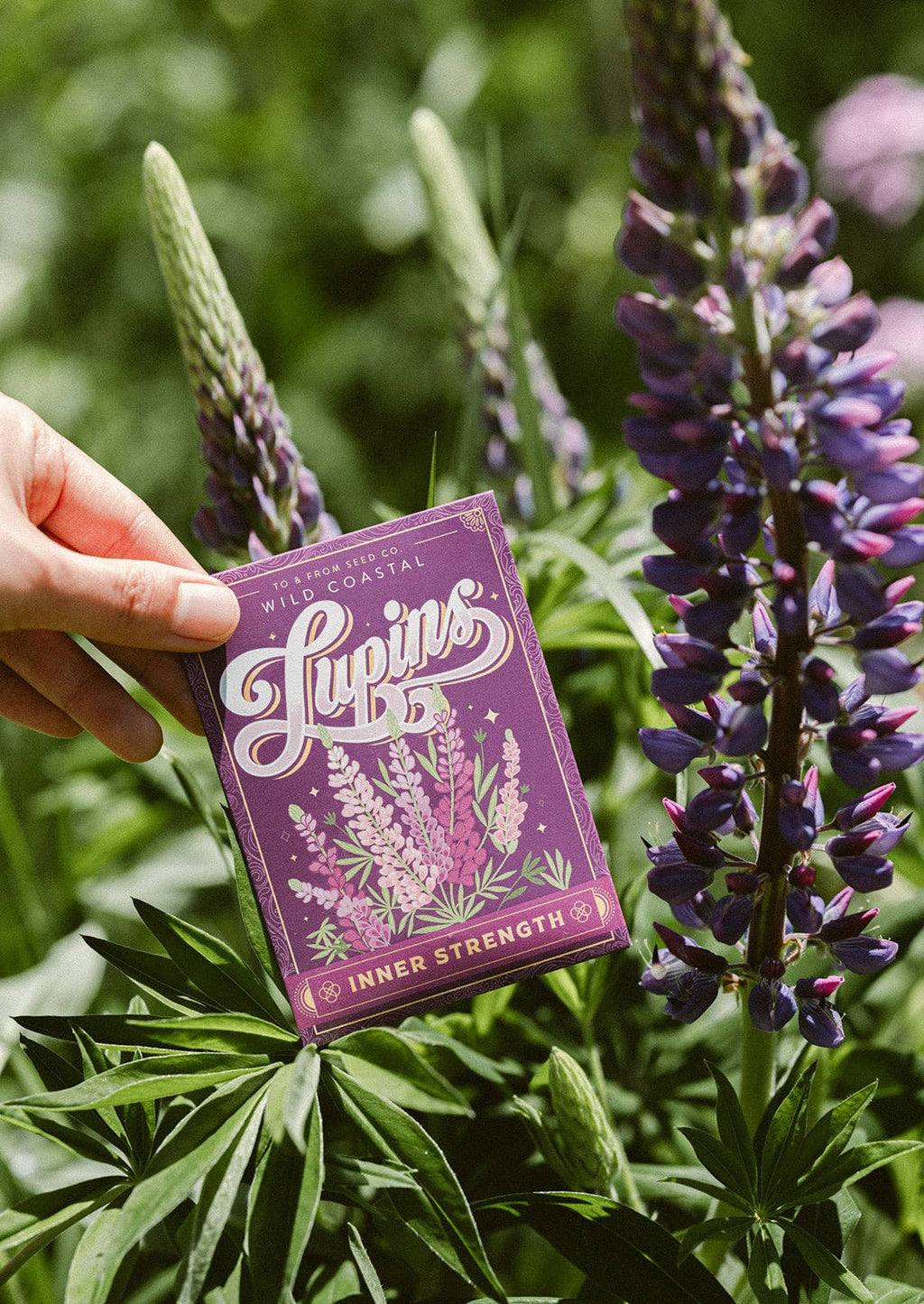 Sachet de graines - Lupins (Force intérieure)