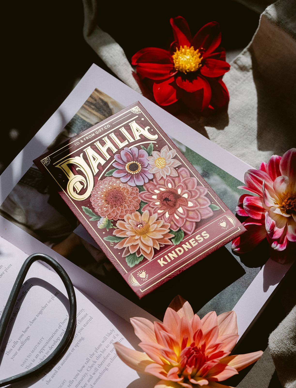 Sachet de graines - Dahlia (Bienveillance)