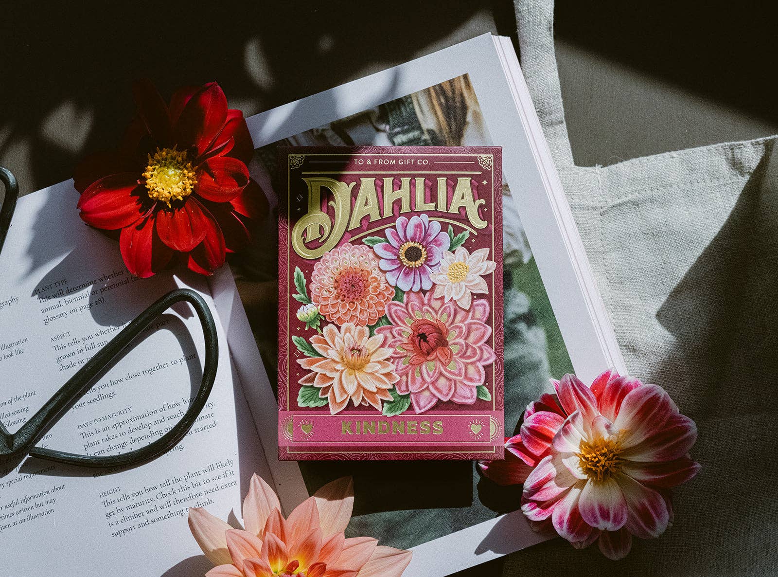 Sachet de graines - Dahlia (Bienveillance)