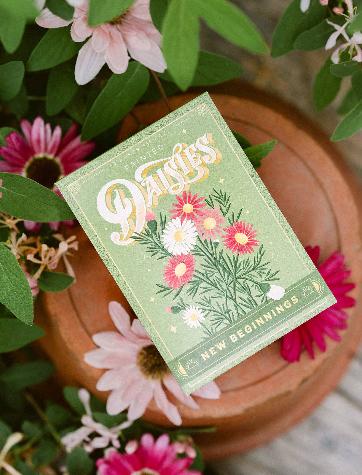 Sachet de graines - Marguerites peintes (Nouveaux débuts)