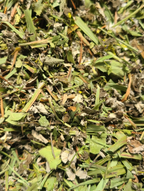 Tisane Gardienne des Mémoires