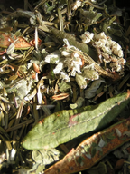 Tisane Du Sourcier